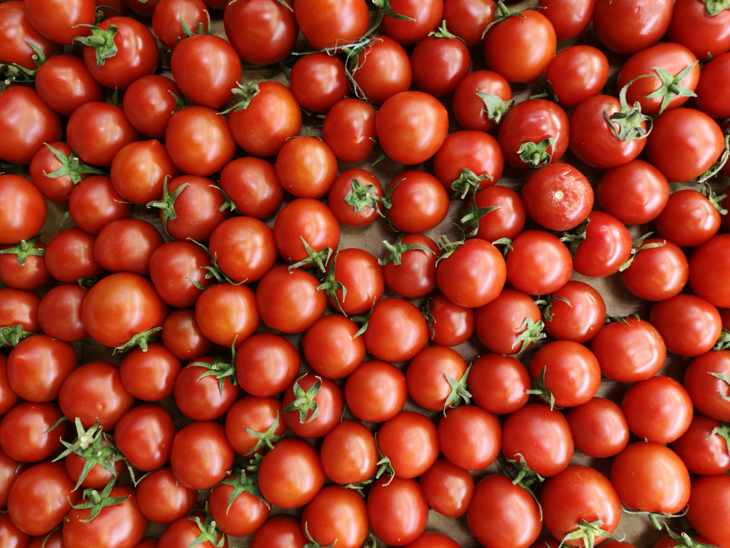 pretty tomatoes pretty tomatoes